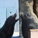 Marineland - Otaries - 016